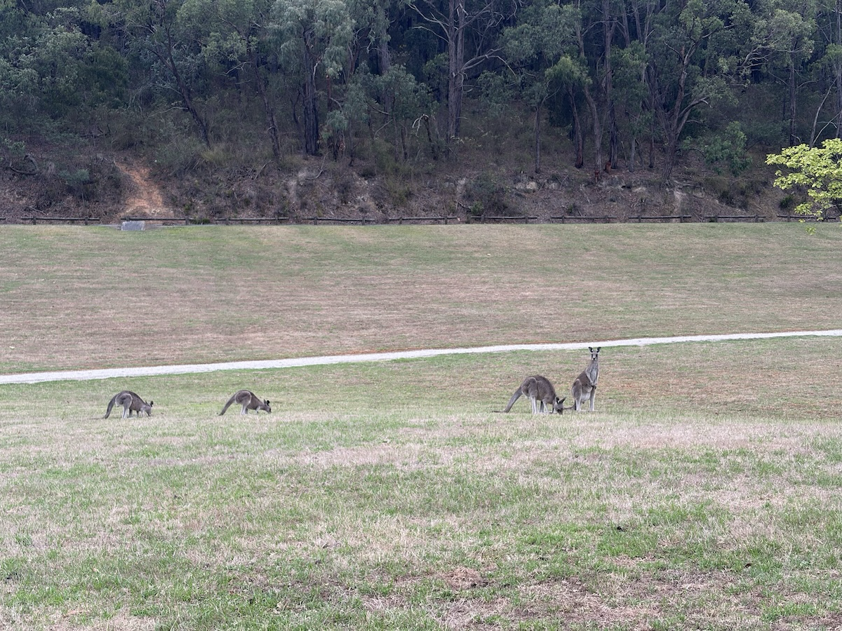캥거루 뷰잉 트레일(Kangaroo Viewing Trail) - 야생캥거루들