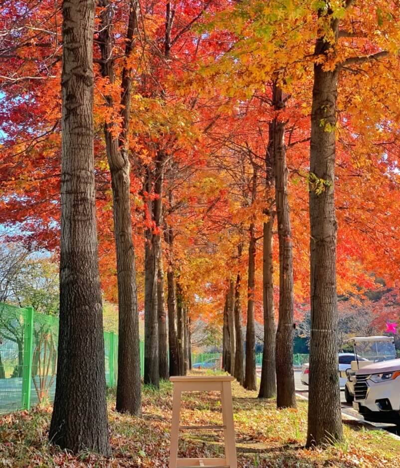 11월 축제 가볼만한 곳 베스트5