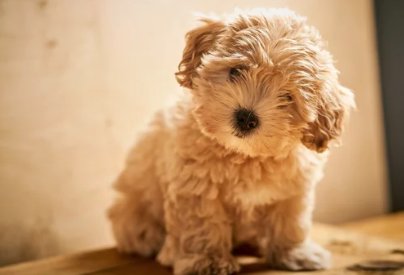 말티푸/출처:어도비스톡