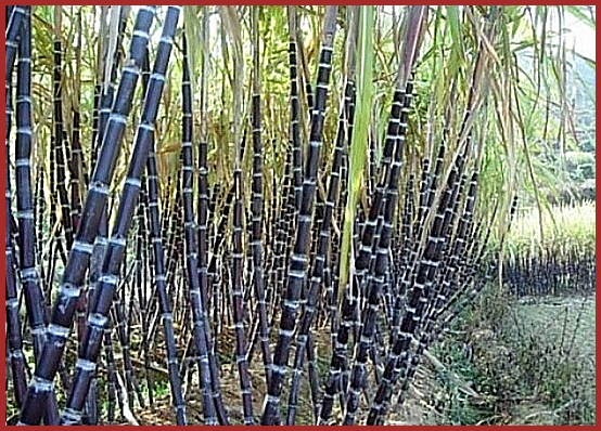 이만기 쏘팔메토