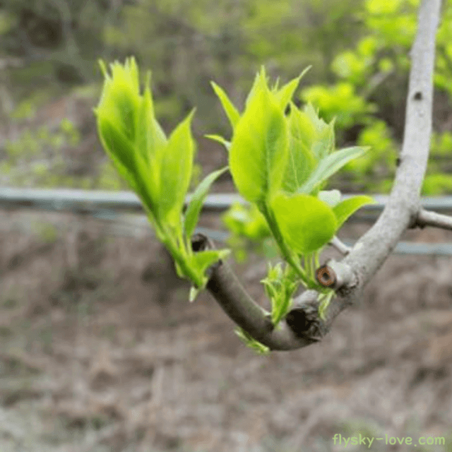 다래순 먹는 방법
