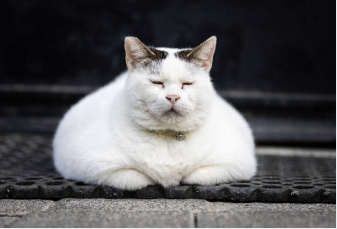 비만치료제 관련주