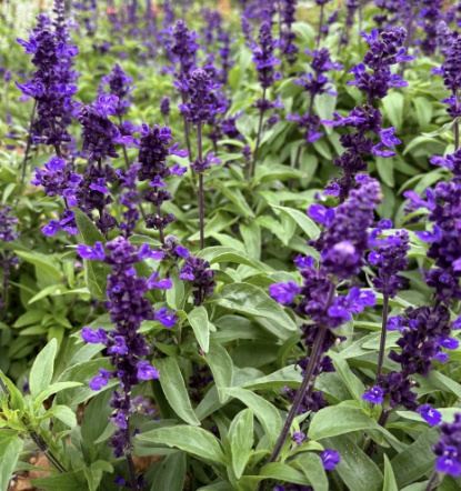 태안 코리아플라워파크 축제