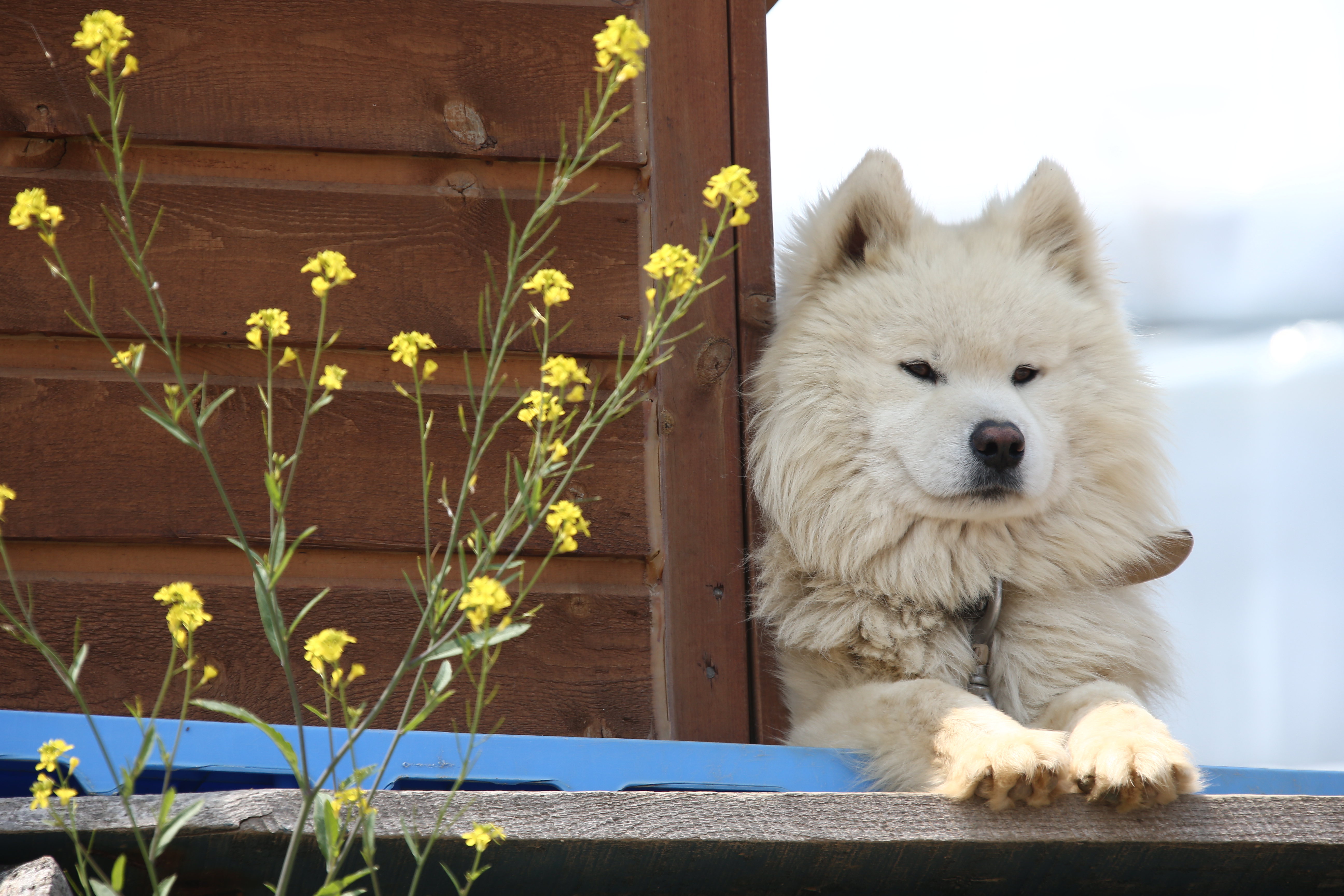 건강한 강아지 사진