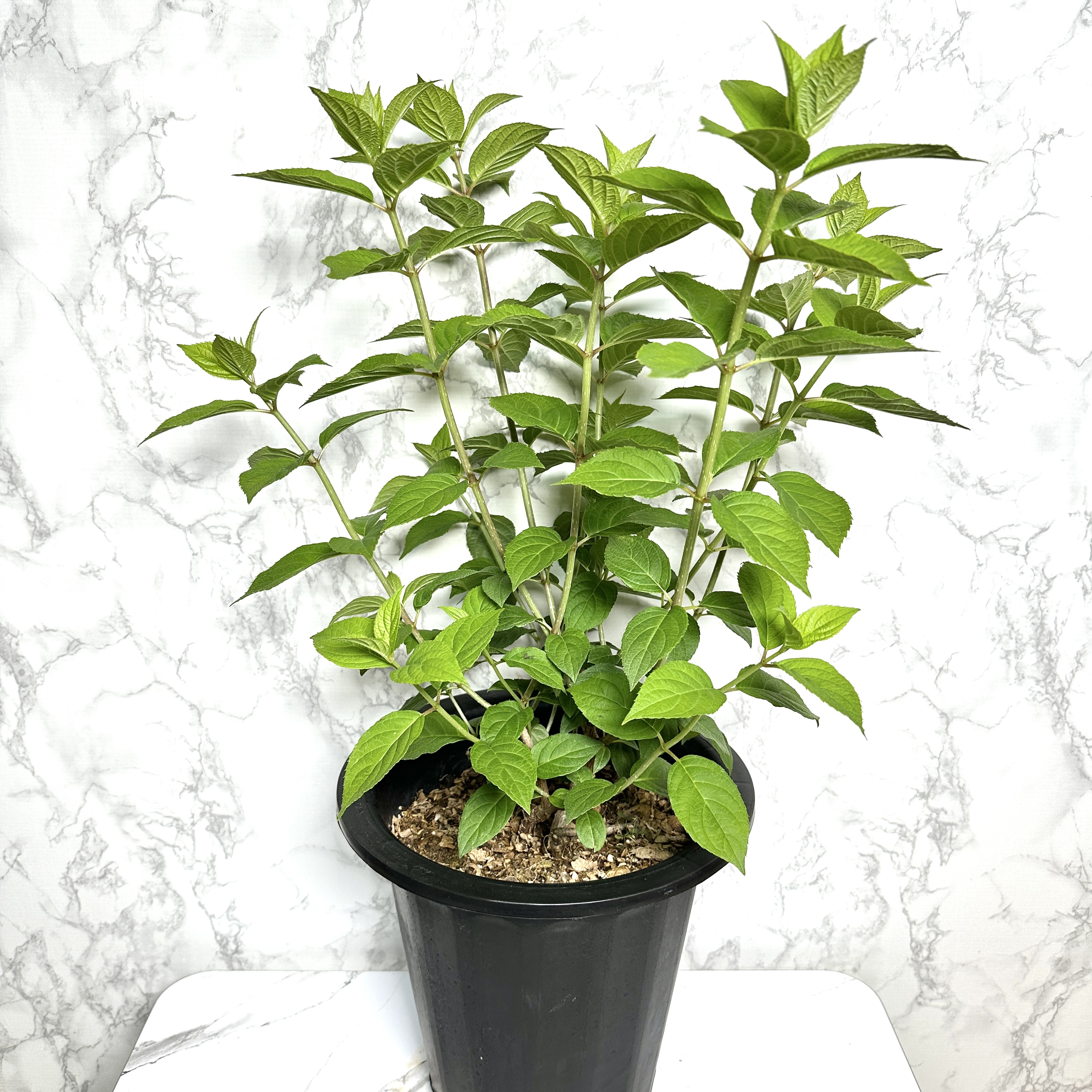 라임라이트 수국 키우기 목수국