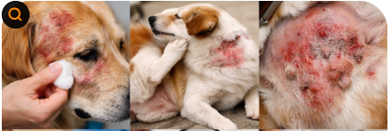 강아지 피부병, 왜 반복될까?곰팡이·알레르기·세균성 피부염을 원인을 알면 해결 가능합니다.