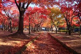 팔공산 단풍 명소