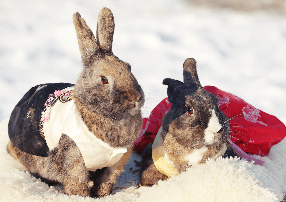 검은-토끼-2마리