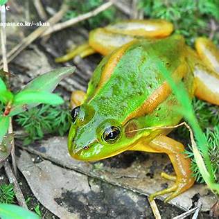 금개구리 보호해야하는 이유와 해결방법