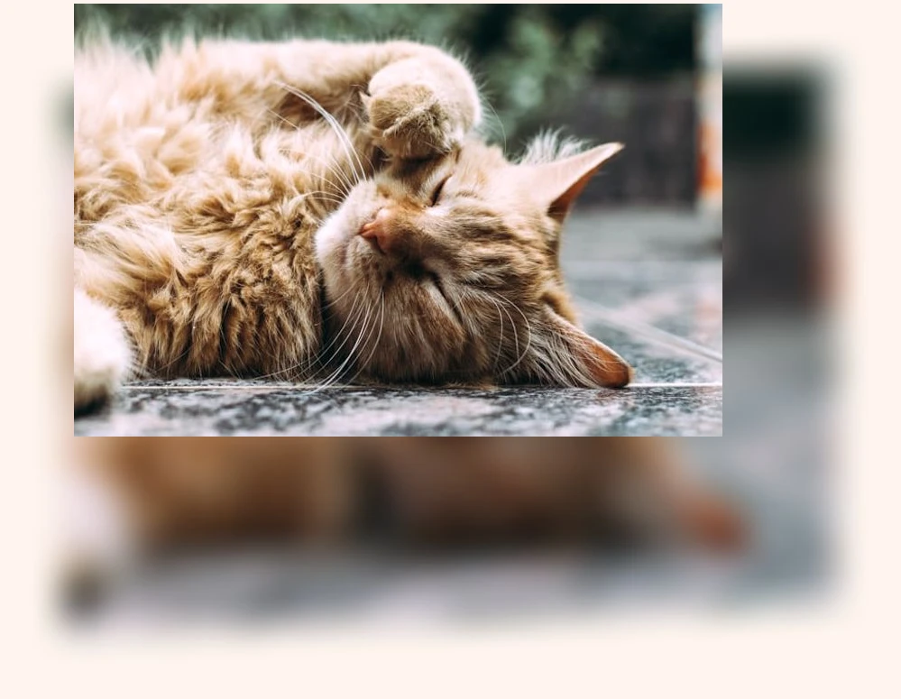 고양이 의사소통_2_subsection