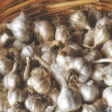 마늘 효능 효과 부작용 당뇨 혈관 건강