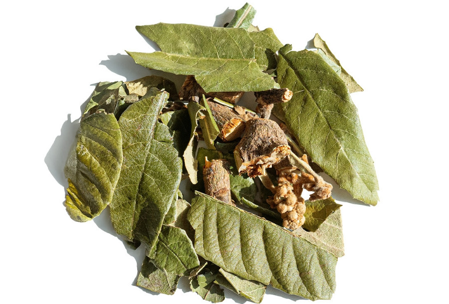 야생에서 채취를 한 비파의 잎과 줄기를 깨끗하게 세척을 한 후에 하얀 바닥 위에 여러 개를 넓게 펼쳐서 놓아두고 찍은 사진