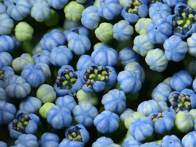 카멜리아힐 수국 축제