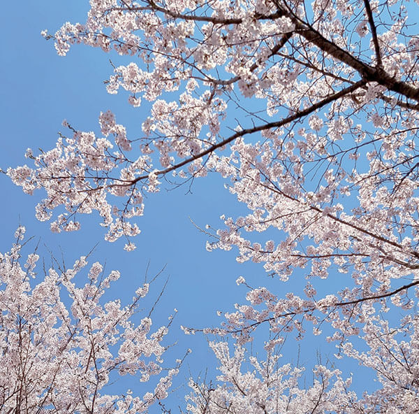 2025 화담숲 벚꽃 예약