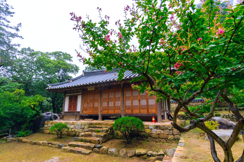 한옥집 앞으로 꽃이 피어있는 나무 한그루가 있다.