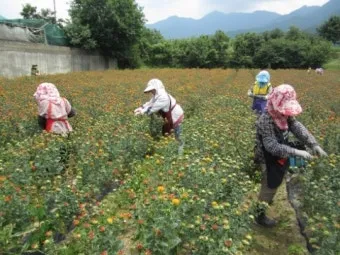 홍화 재배 건조 기후 적합 파종 요령 채종 관리_29