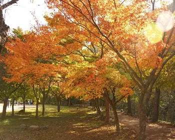 내장산 단풍_28