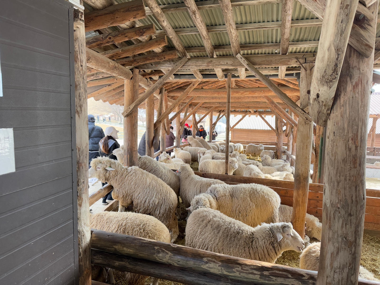 대관령 양떼목장