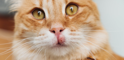 쳐다보는 고양이