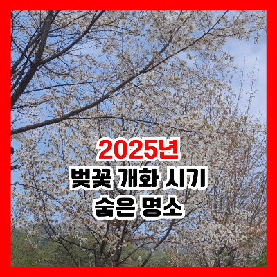 만개한 벚꽃