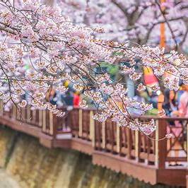 개화벚꽃