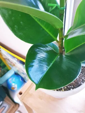 잎닦기 관리 미세먼지제거 광합성도움 우유물사용 주의점_11