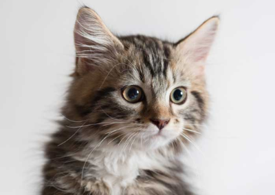 고양이가 초콜릿을 먹어 치웠을 때의 이미지 그림