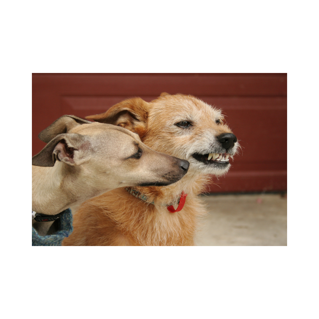 강아지 나이 계산법과 이에 따른 건강 관리법 알아보기