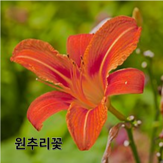 원추리나물 영양소 및 효능, 채취 방법, 레시피
