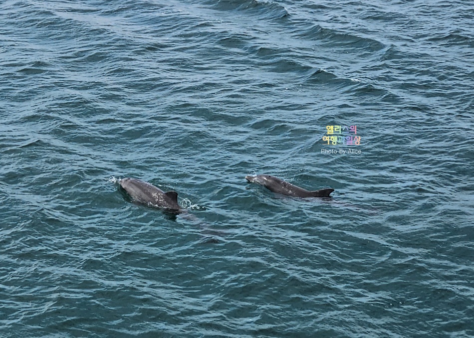 호주 시드니 사막 포트스테판 투어 솔직후기 가격 코스 야생 돌고래 크루즈