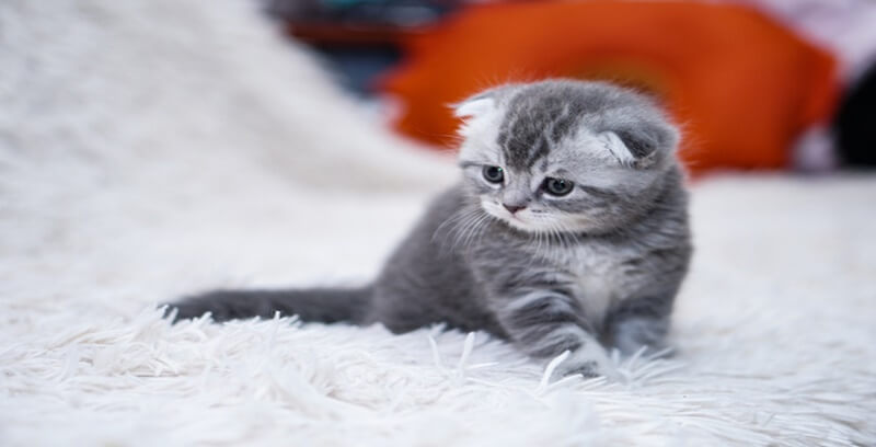 고양이 꿈해몽 13가지 역몽 총정리 첫번째
