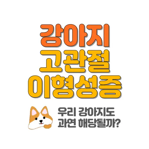 강아지 고관절 이형성증