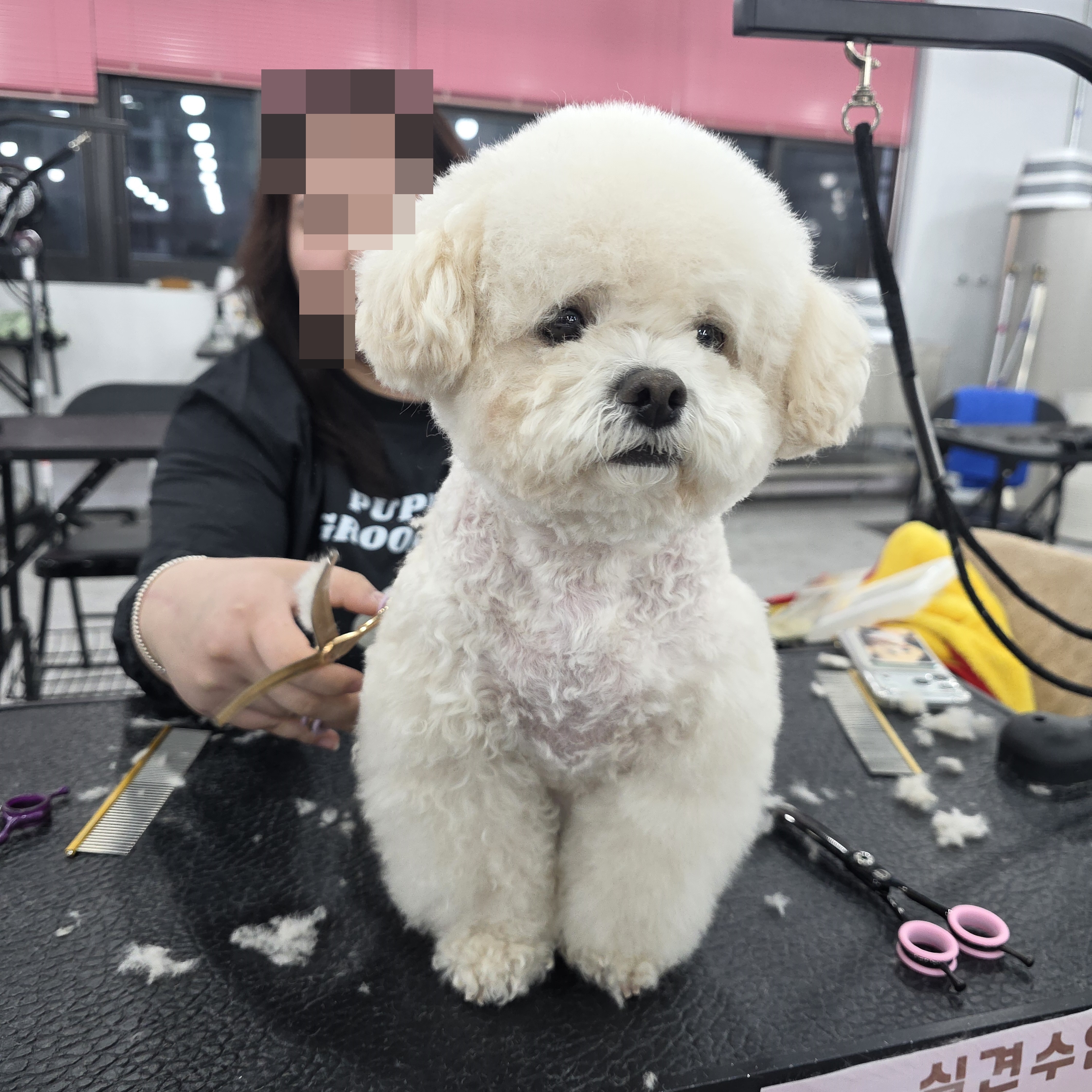 범일애견미용학원
