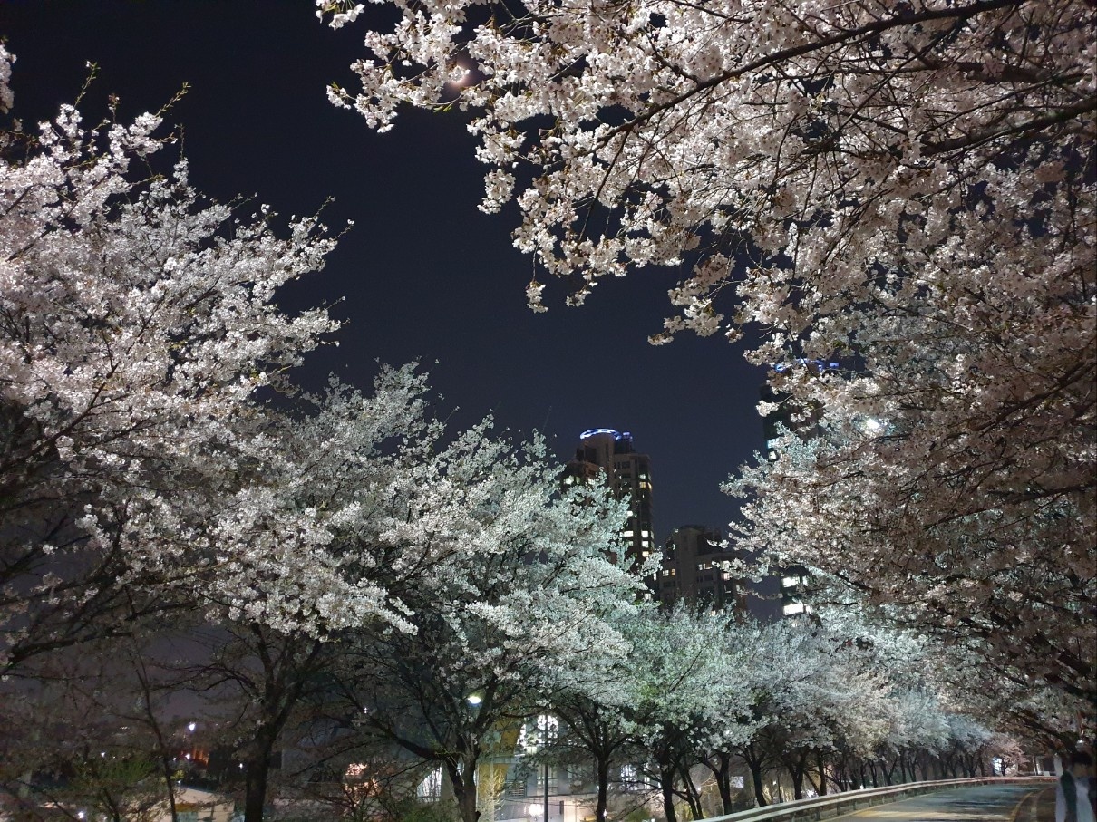 벚꽃 야경