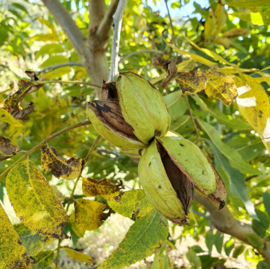 고흥석류피칸농장 피칸
