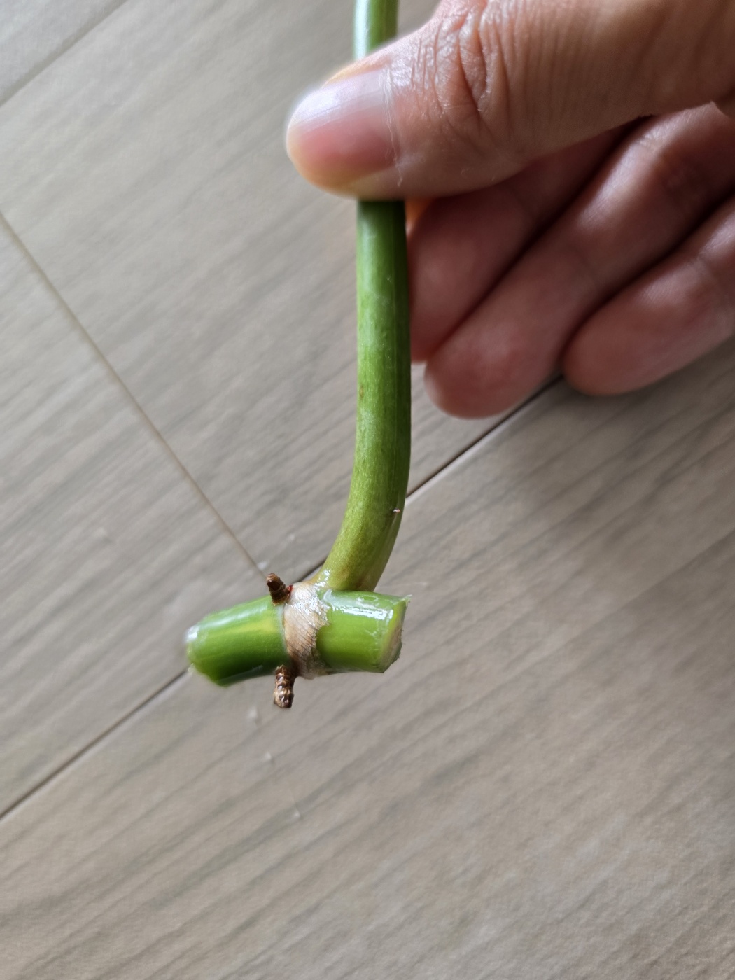 공중뿌리와 가지치기해야하는 부분