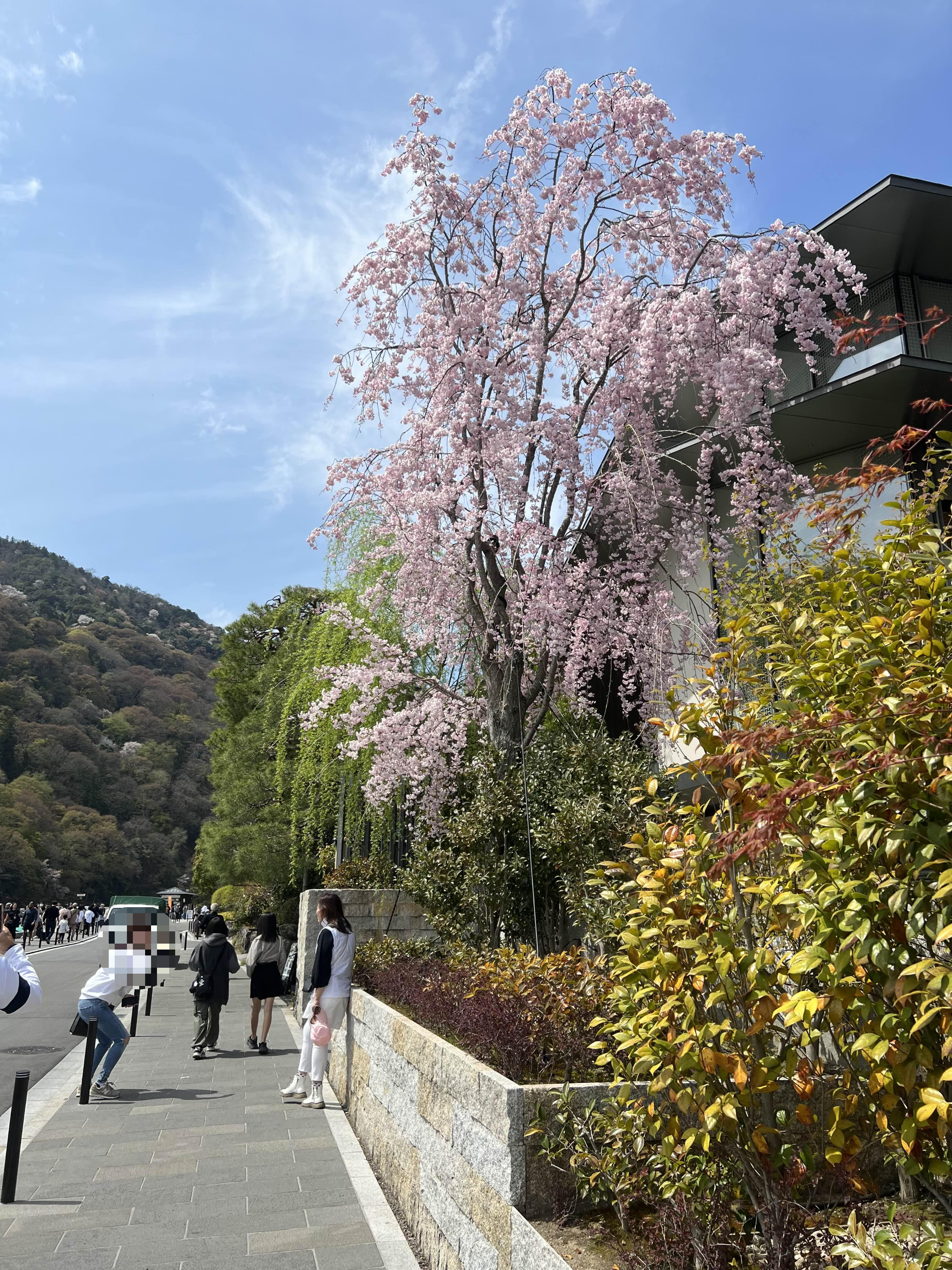 야라시야마 벚꽃