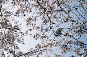 비 오는 날 벚꽃 나들이 플랜 B: 명소 근처 어린이 체험관 및 대형 키즈카페 가이드