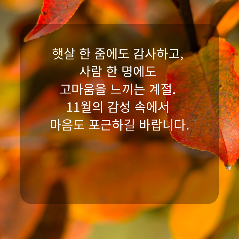 11월 인사말 문구 이미지 가을 겨울 인사글 모음집