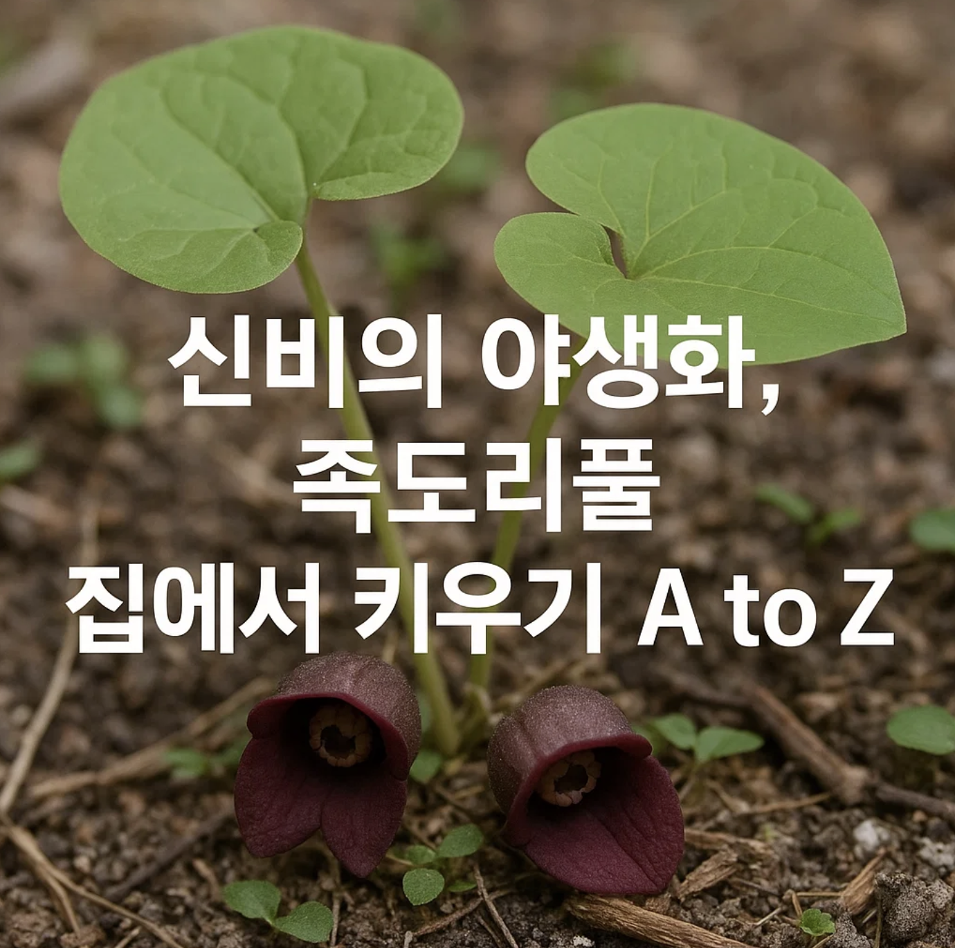 신비의 야생화, 족도리풀 집에서 키우기 A to Z