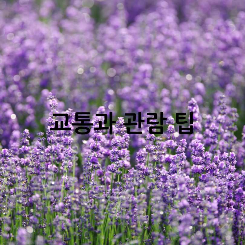 무릉별유천지 라벤더 축제 2025