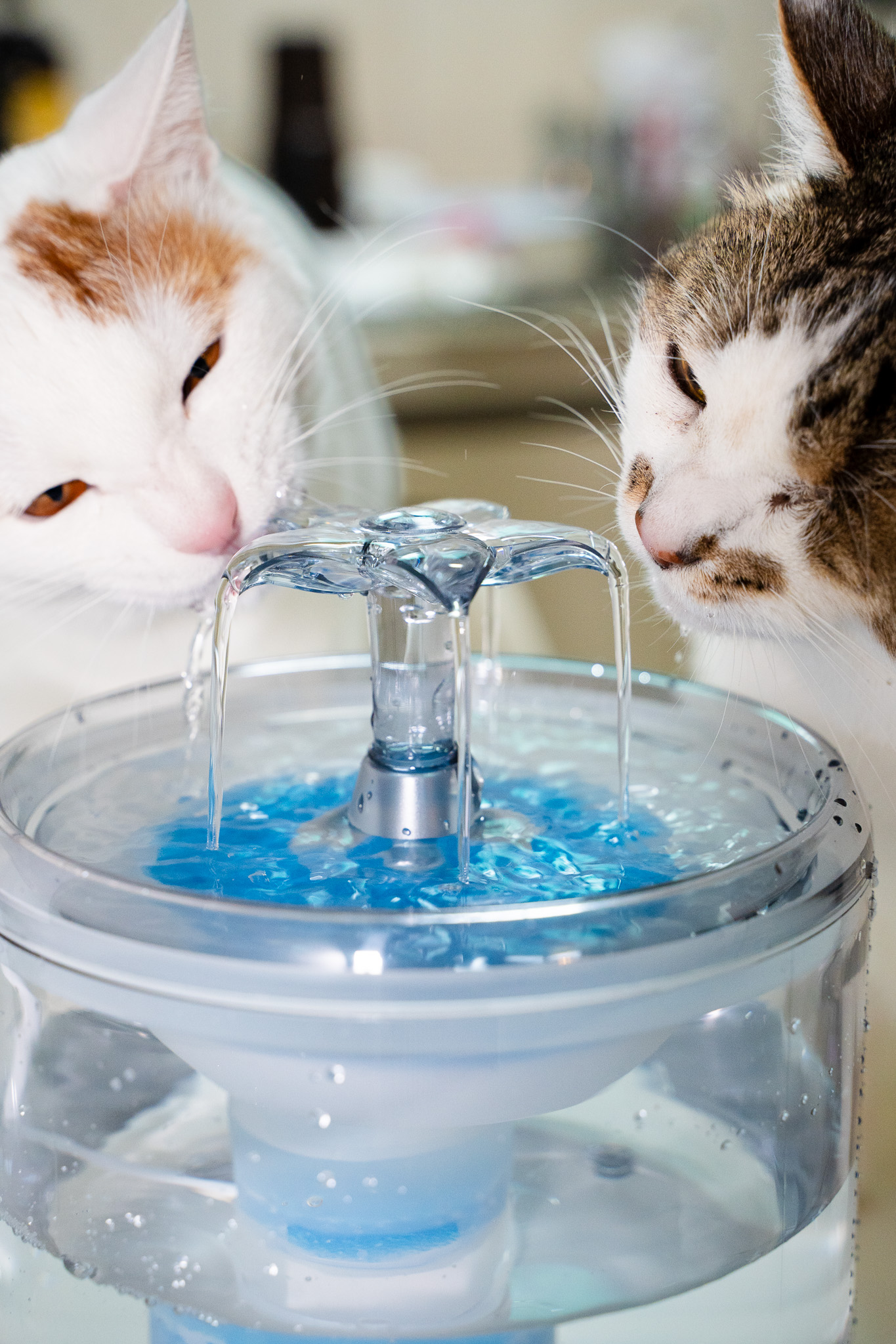 고양이는 흐르는 물을 좋아해요