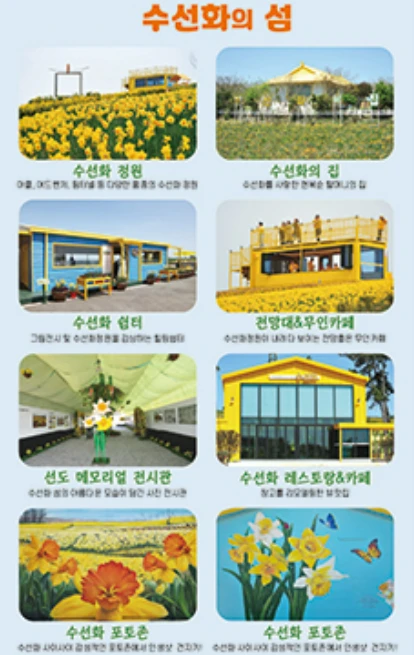 2025 신안 섬 수선화 축제 일정&amp;#44; 입장료&amp;#44; 여객선 시간표 총정리