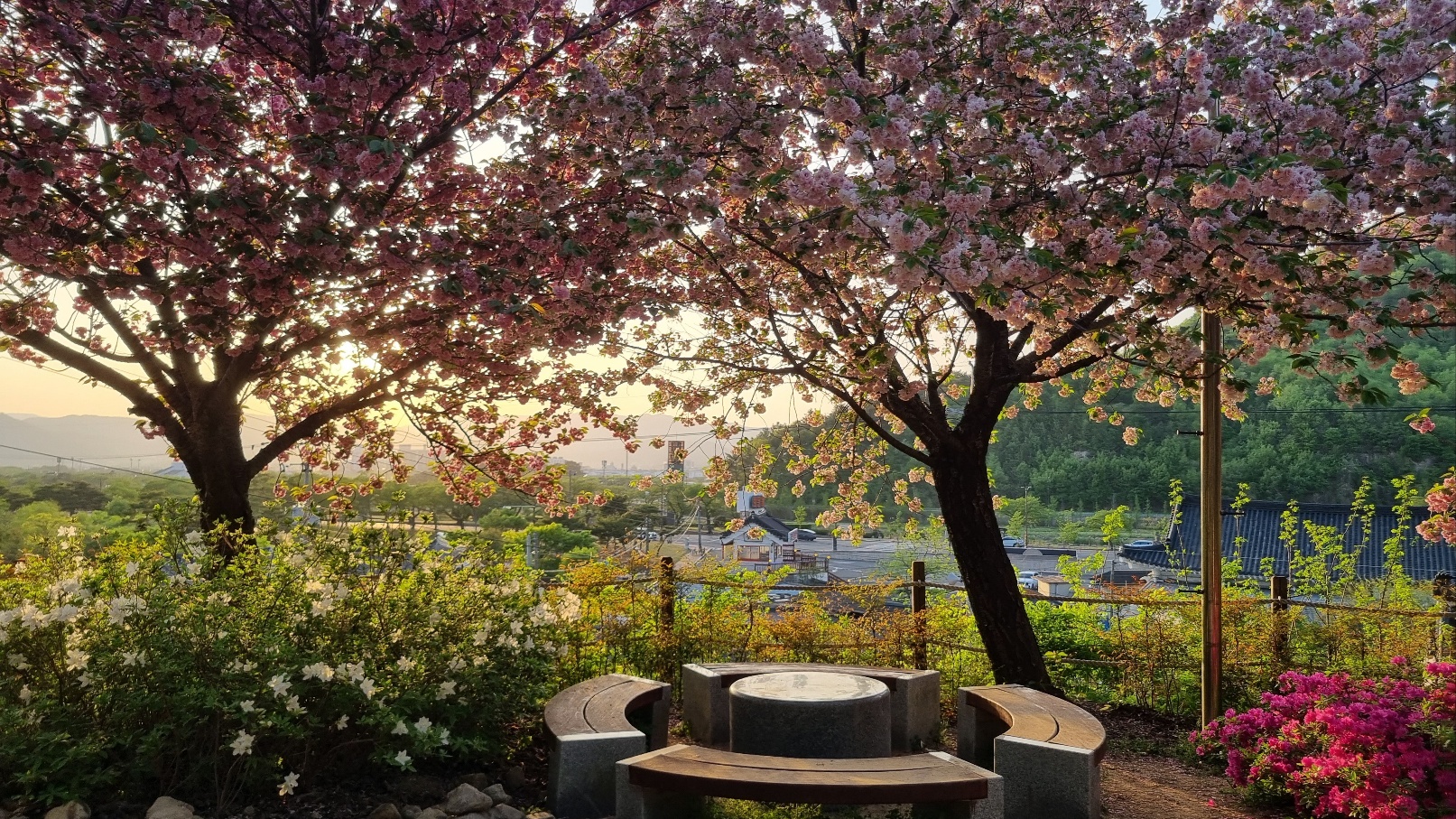 선덕여왕길 겹벚꽃1