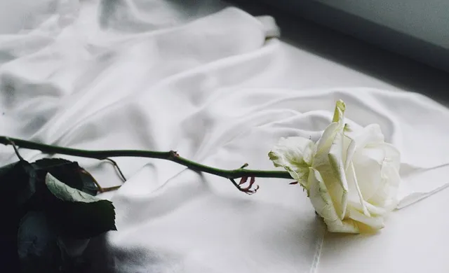 장미 삽목하는 방법 집에서 쉽게 번식하는 팁_7