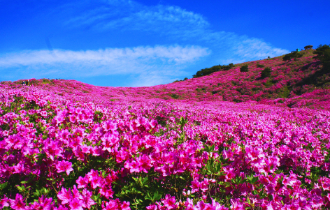 철쭉, 봄을 물들이는 꽃