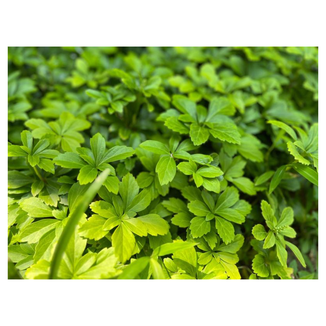 맥문동과 관련된 사진입니다.