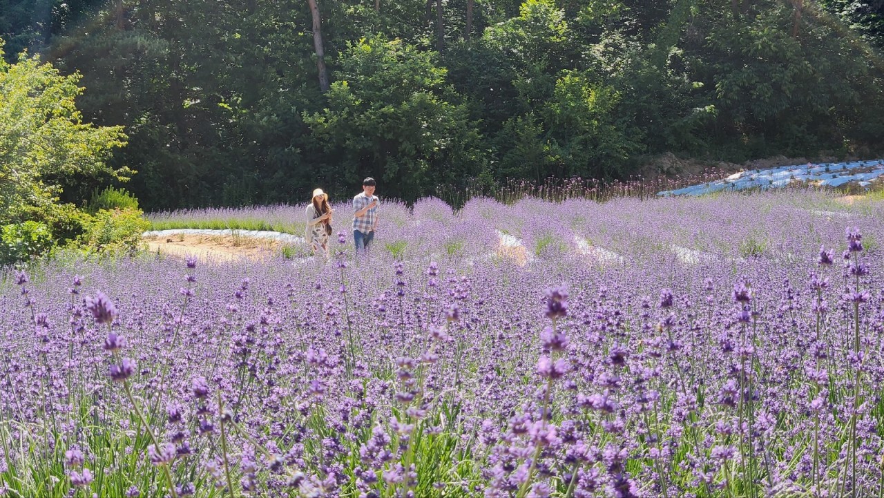 고창청농원 라벤더 축제