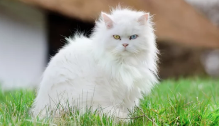 Turkish Angora cat/출처:어도비스톡