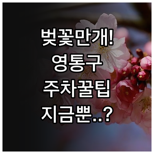 영통구 벚꽃 만개 시기 및 광교호수공..